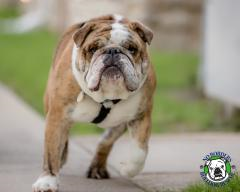 Chubby store english bulldog